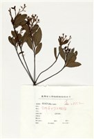 藏品(石斑木)的圖片